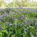Pulmonaria officinalis